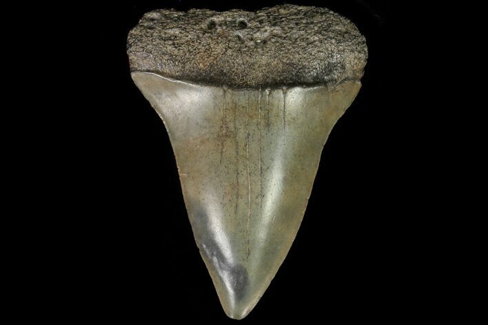Fossil Mako Shark Tooth - Georgia #75006